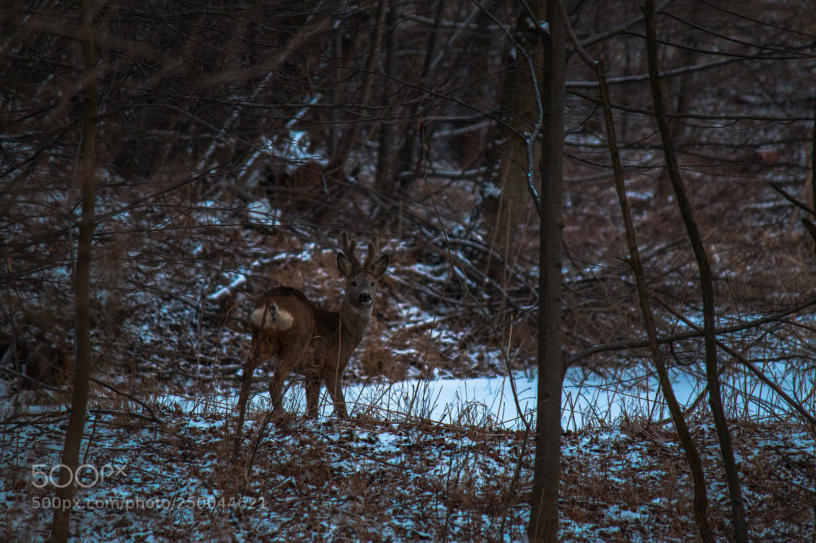 Canon EOS 70D sample photo. Winter roe photography