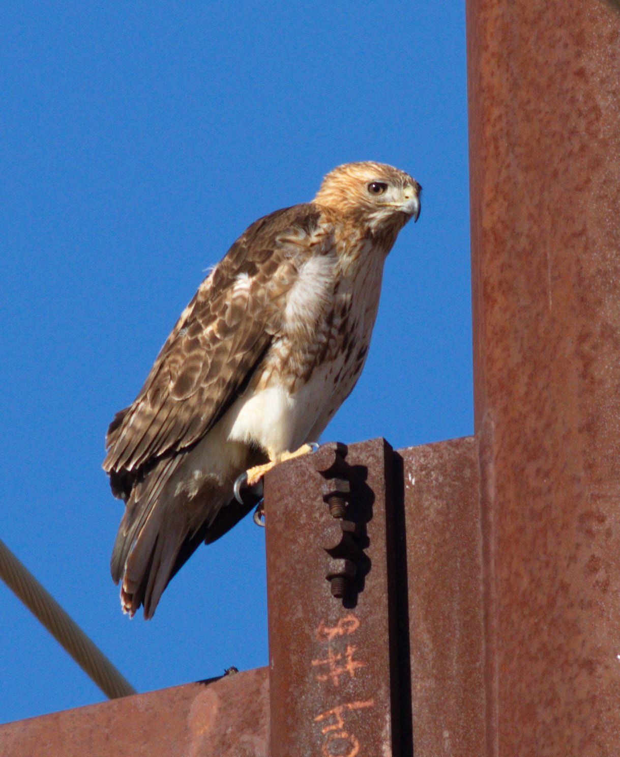 Canon EF 400mm F5.6L USM sample photo. Red-tail photography