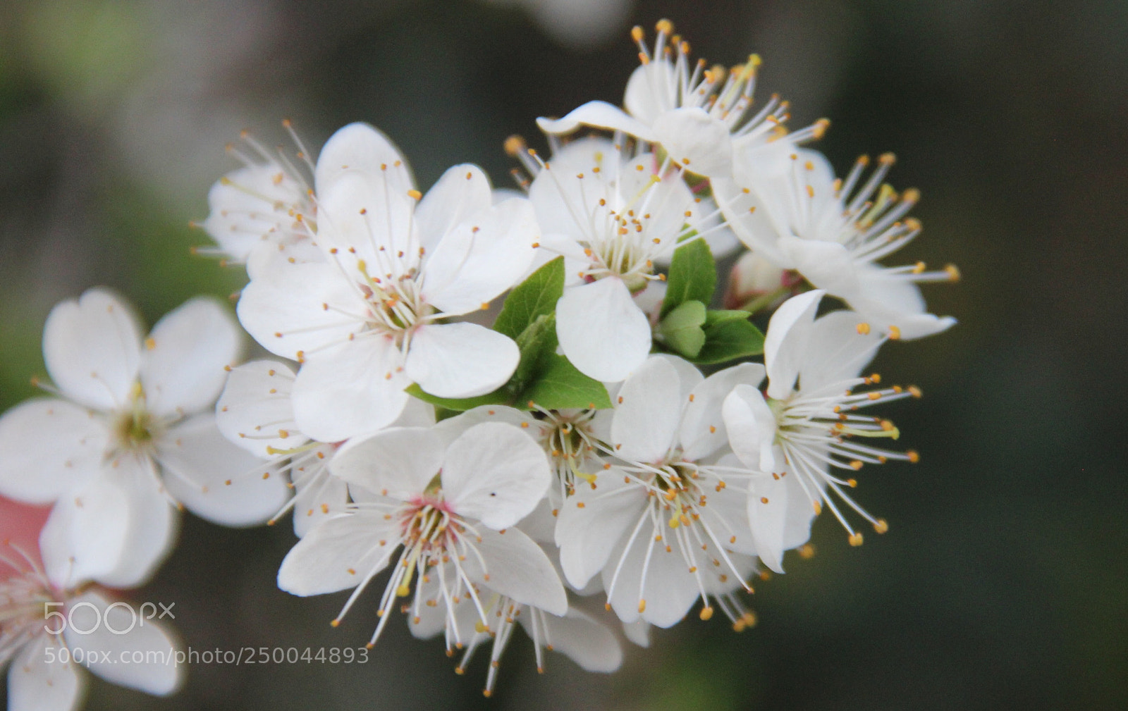 Canon EOS 600D (Rebel EOS T3i / EOS Kiss X5) sample photo. Spring blossoms  photography