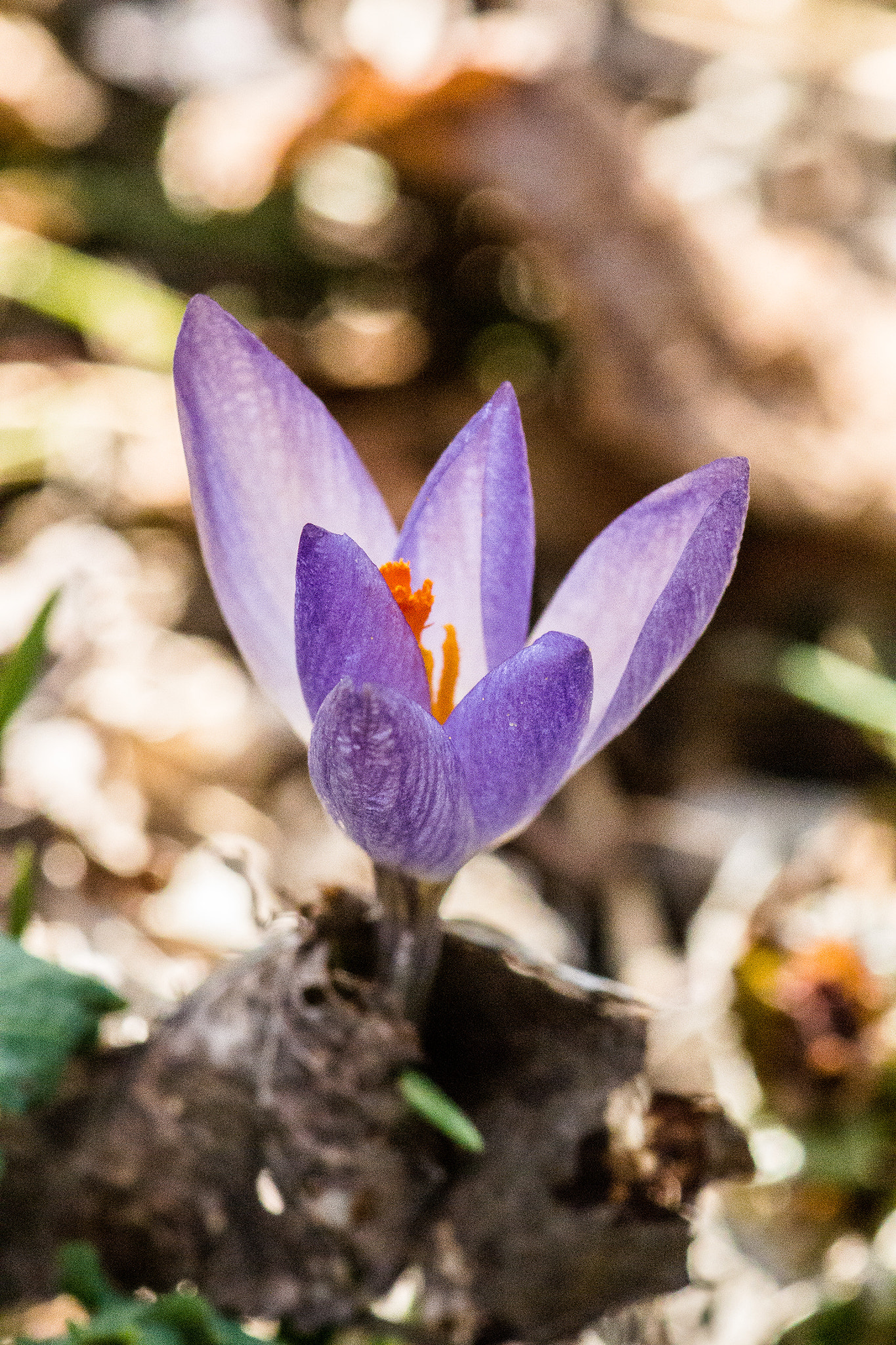 Nikon 1 J3 sample photo. Spring 20.3.2018 photography