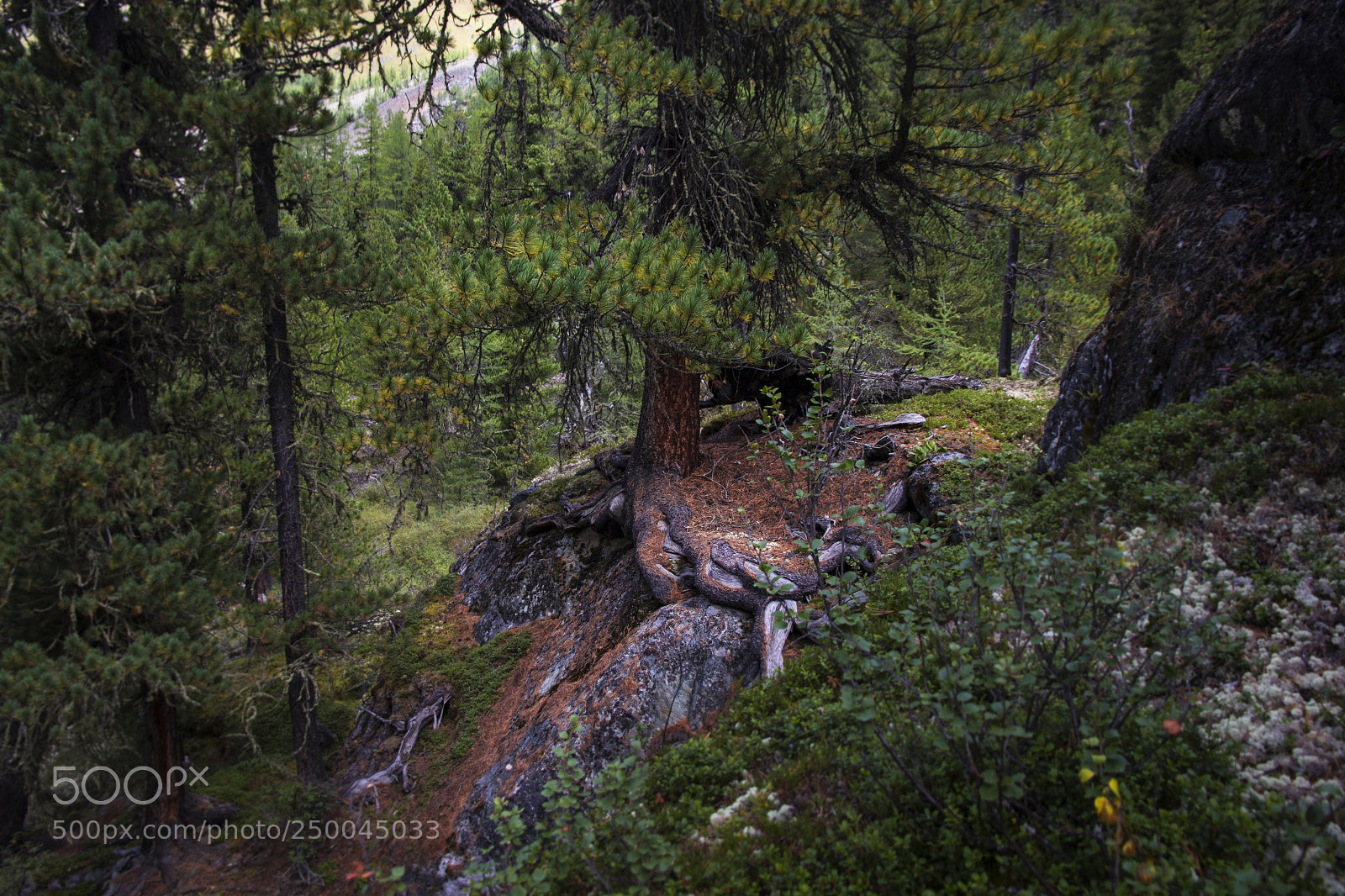 Canon EOS 60D sample photo. Altai forest photography