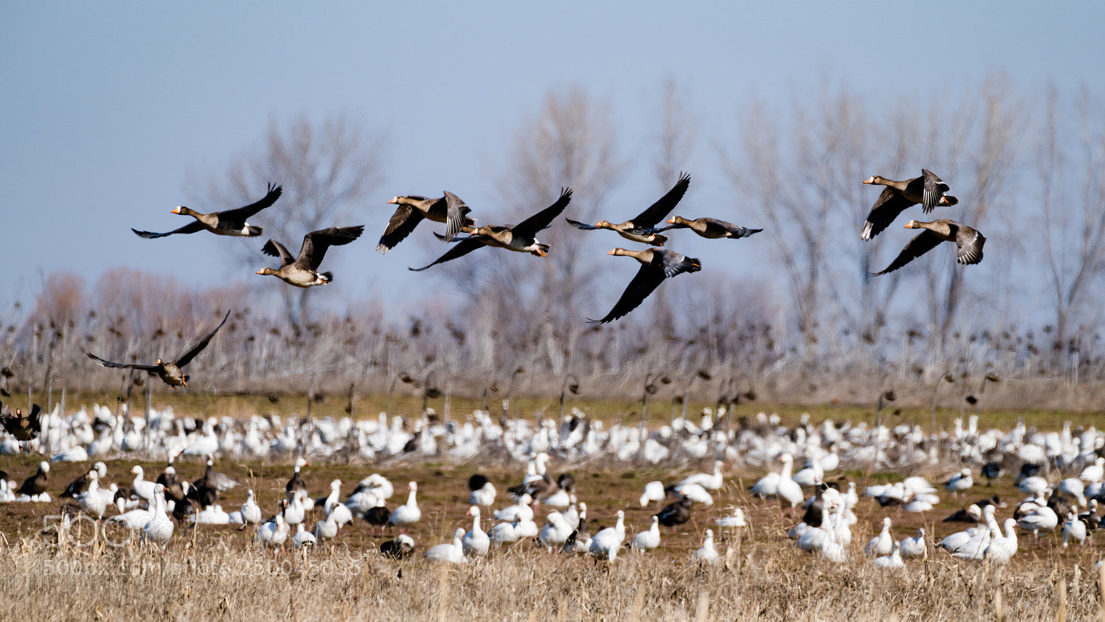 Nikon D850 sample photo. Snow geese in flight photography