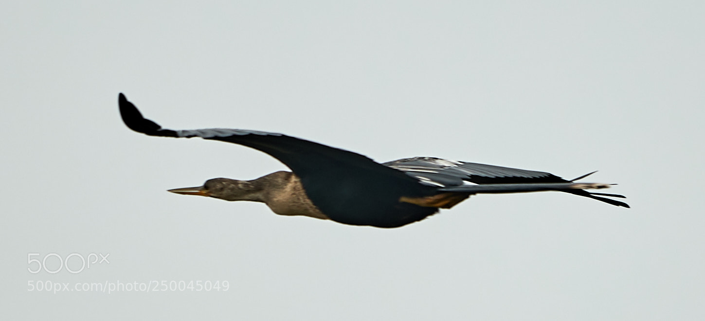 Canon EOS-1D X Mark II sample photo. 03-20-18-0008494.jpg photography
