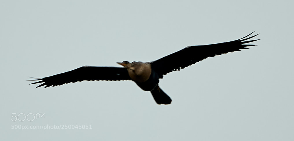 Canon EOS-1D X Mark II sample photo. 03-20-18-0008486.jpg photography