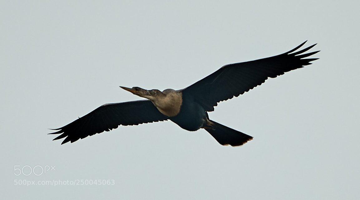 Canon EOS-1D X Mark II sample photo. 03-20-18-0008455.jpg photography