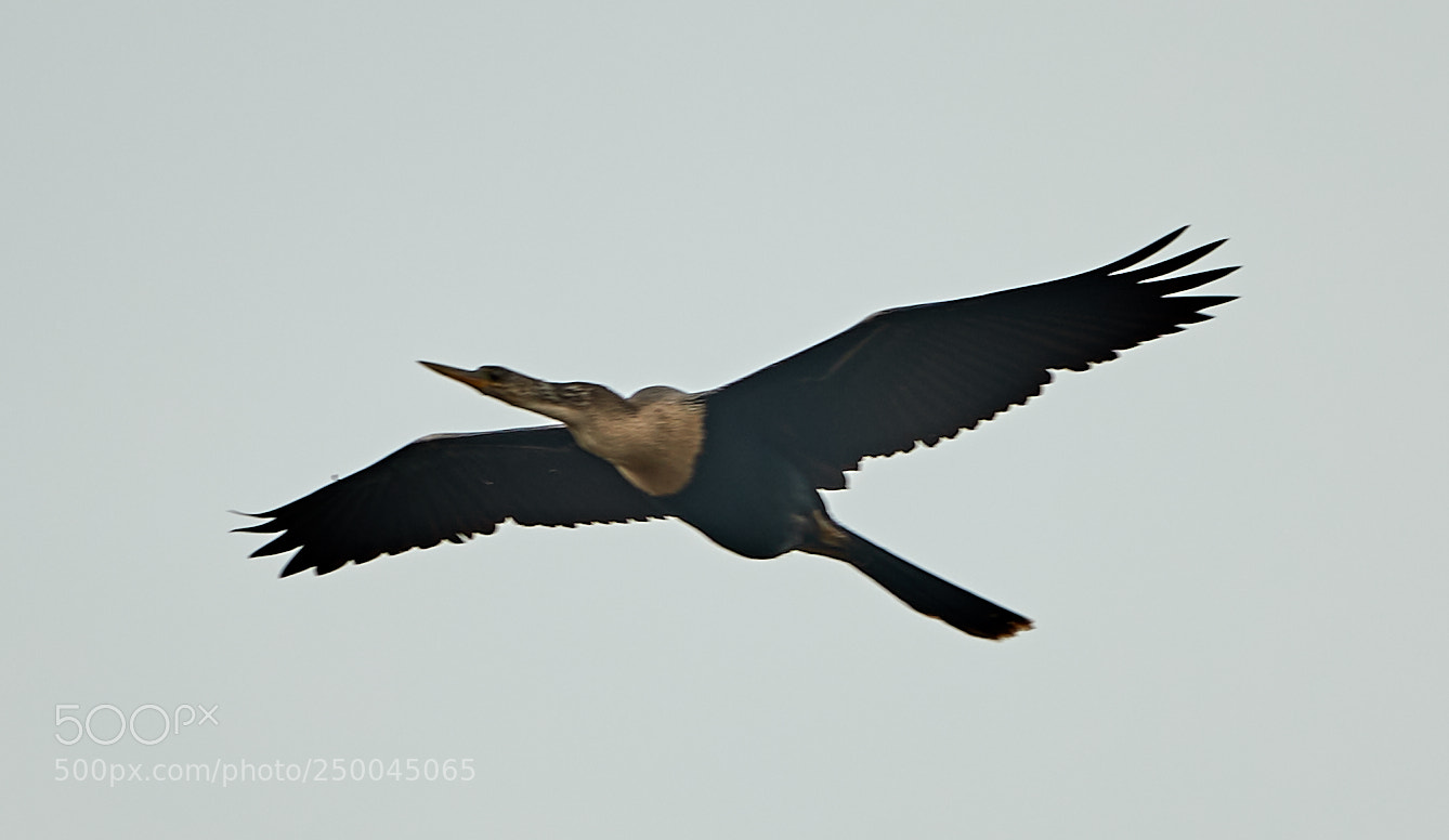 Canon EOS-1D X Mark II sample photo. 03-20-18-0008454.jpg photography