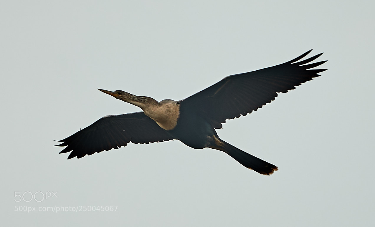 Canon EOS-1D X Mark II sample photo. 03-20-18-0008453.jpg photography