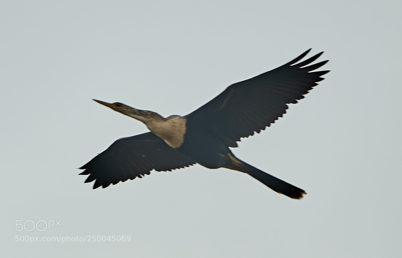 Canon EOS-1D X Mark II sample photo. 03-20-18-0008450.jpg photography