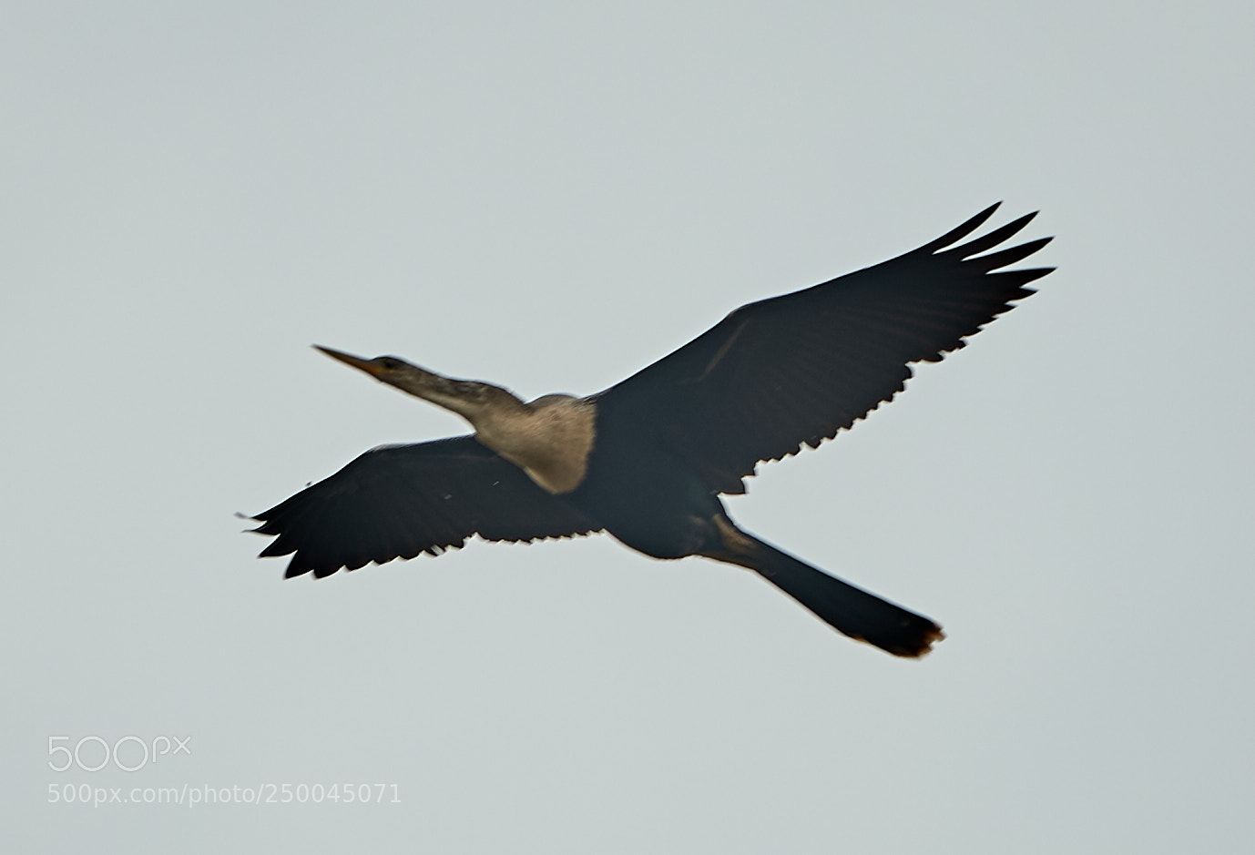 Canon EOS-1D X Mark II sample photo. 03-20-18-0008451.jpg photography