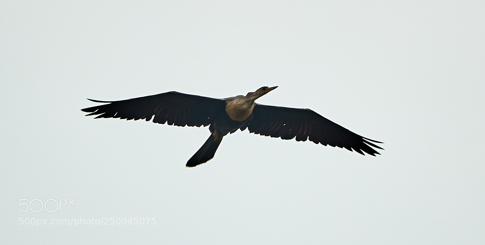 Canon EOS-1D X Mark II sample photo. 03-20-18-0008432.jpg photography
