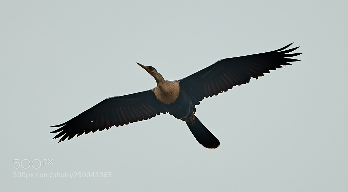 Canon EOS-1D X Mark II sample photo. 03-20-18-0008518.jpg photography