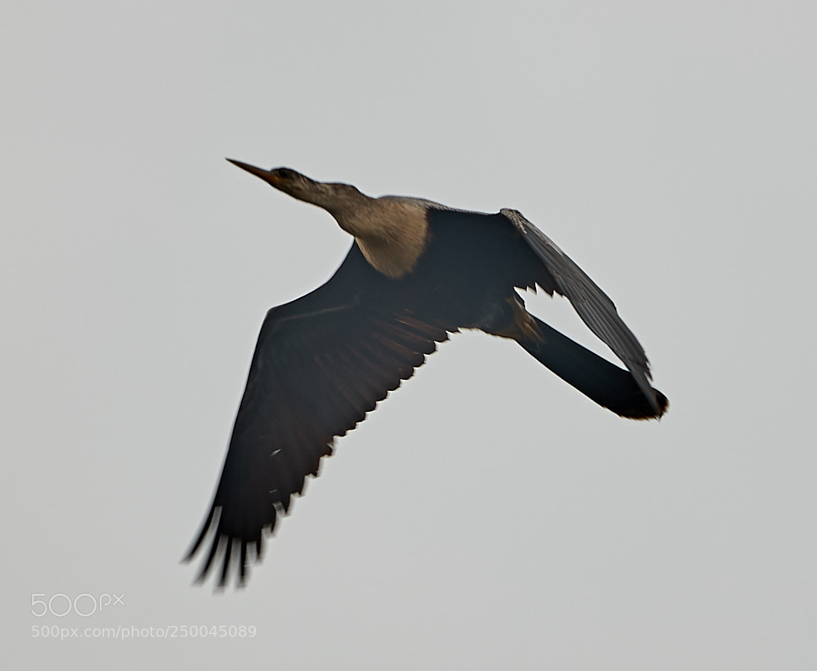 Canon EOS-1D X Mark II sample photo. 03-20-18-0008517.jpg photography