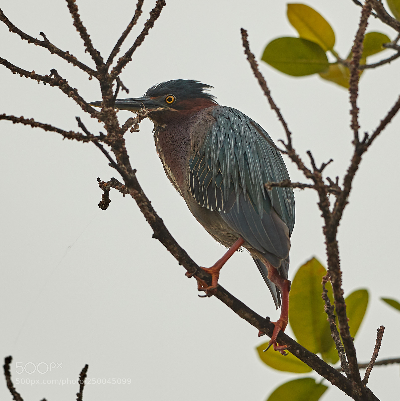 Canon EOS-1D X Mark II sample photo. 03-20-18-0008545.jpg photography