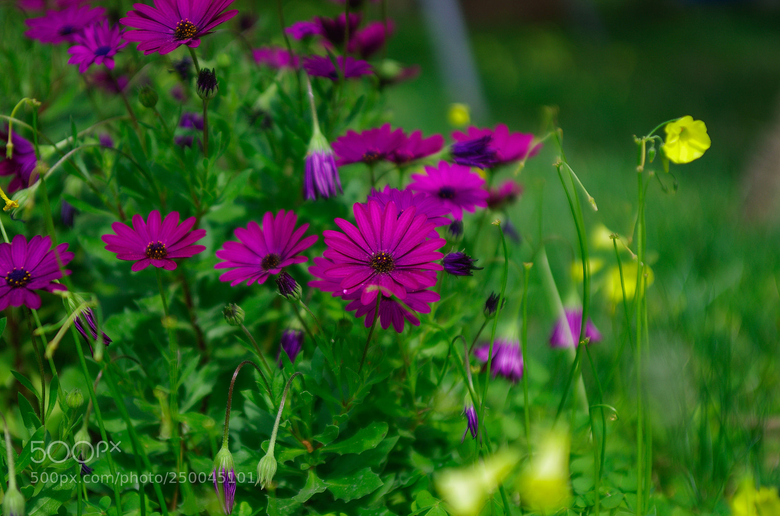 Pentax K-5 IIs sample photo. Probando testing tokina 28-70 photography