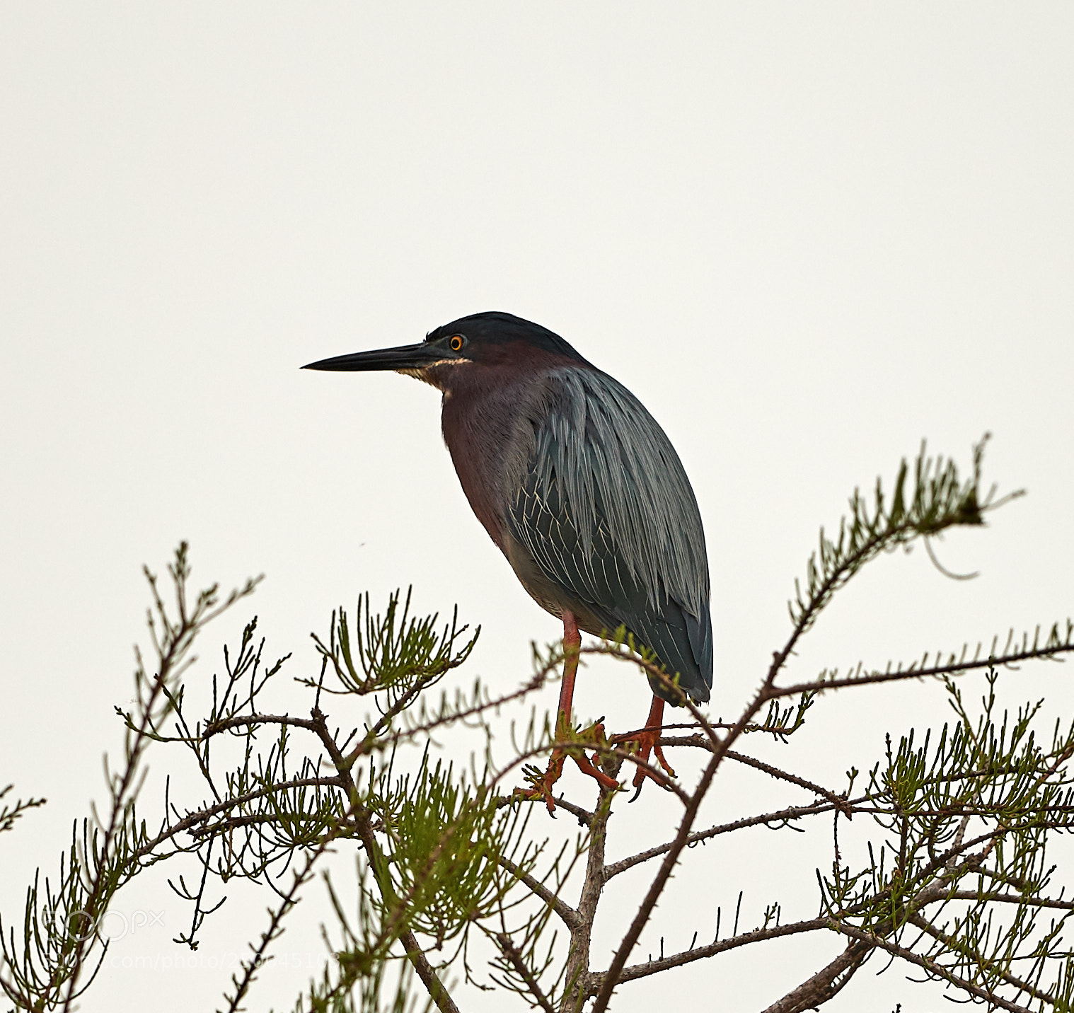 Canon EOS-1D X Mark II sample photo. 03-20-18-0008543.jpg photography