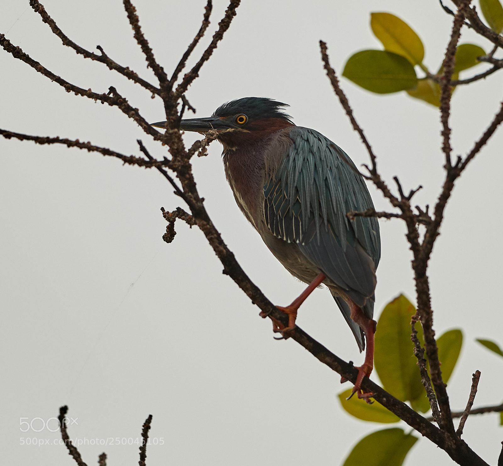 Canon EOS-1D X Mark II sample photo. 03-20-18-0008544.jpg photography