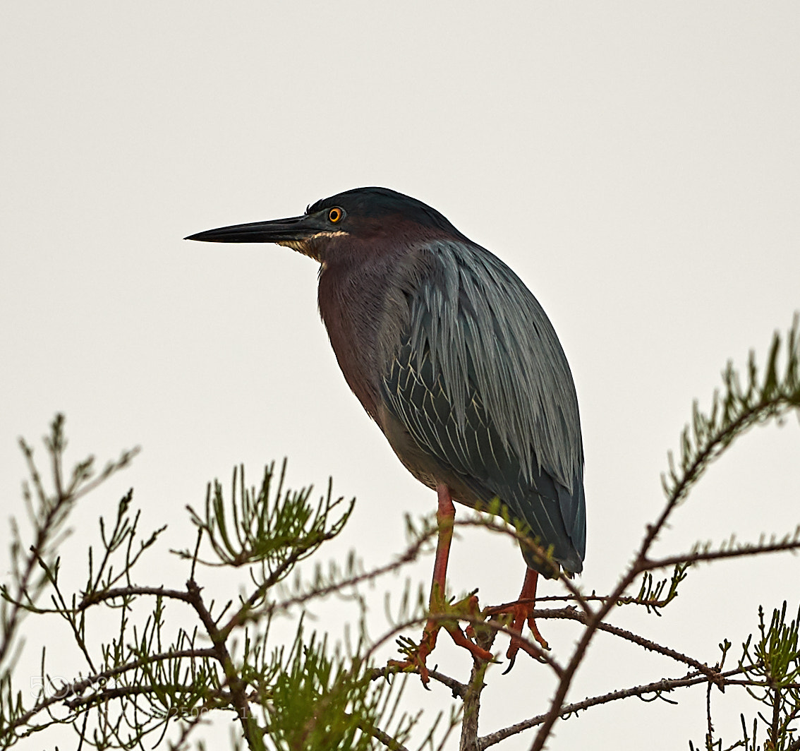 Canon EOS-1D X Mark II sample photo. 03-20-18-0008542.jpg photography