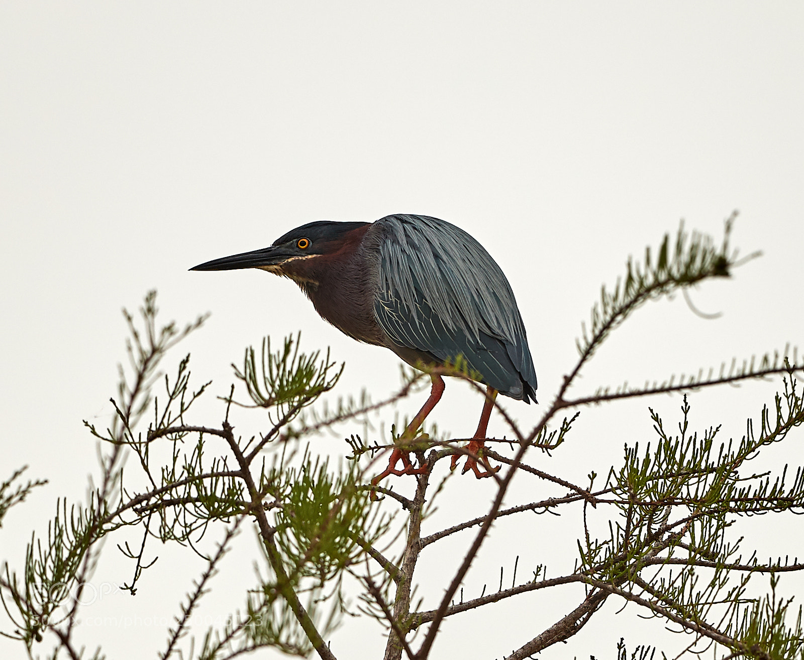 Canon EOS-1D X Mark II sample photo. 03-20-18-0008541.jpg photography