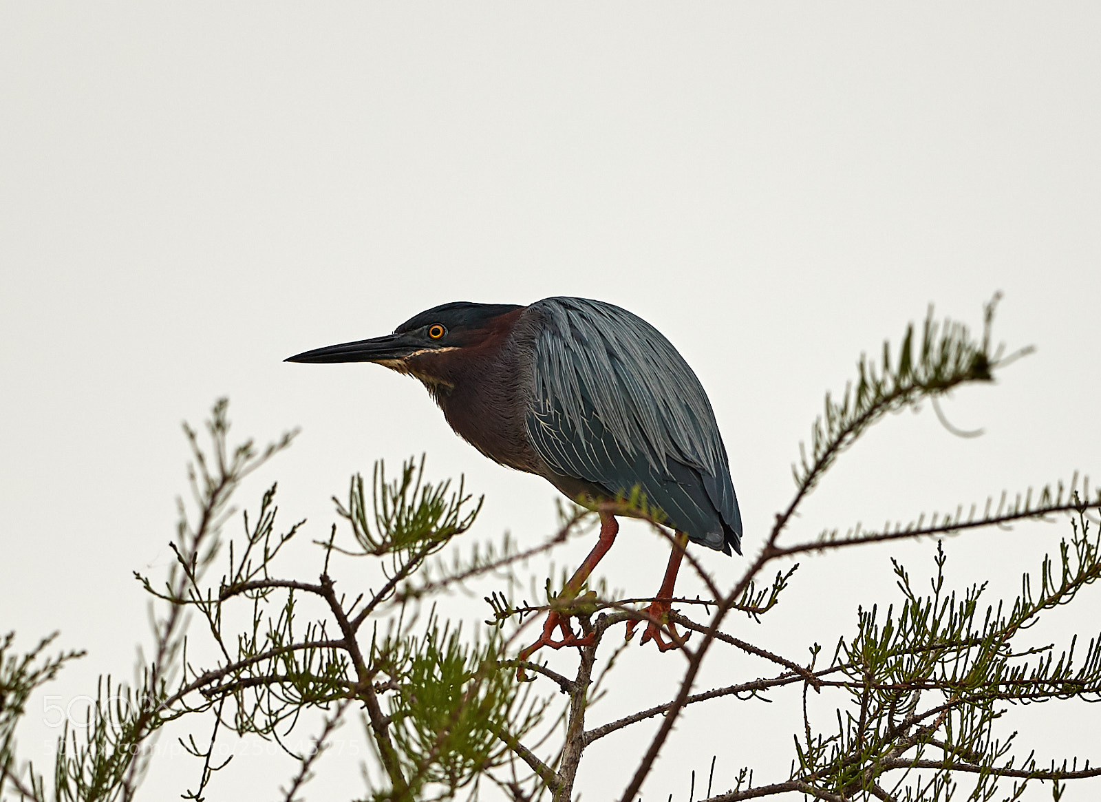 Canon EOS-1D X Mark II sample photo. 03-20-18-0008540.jpg photography