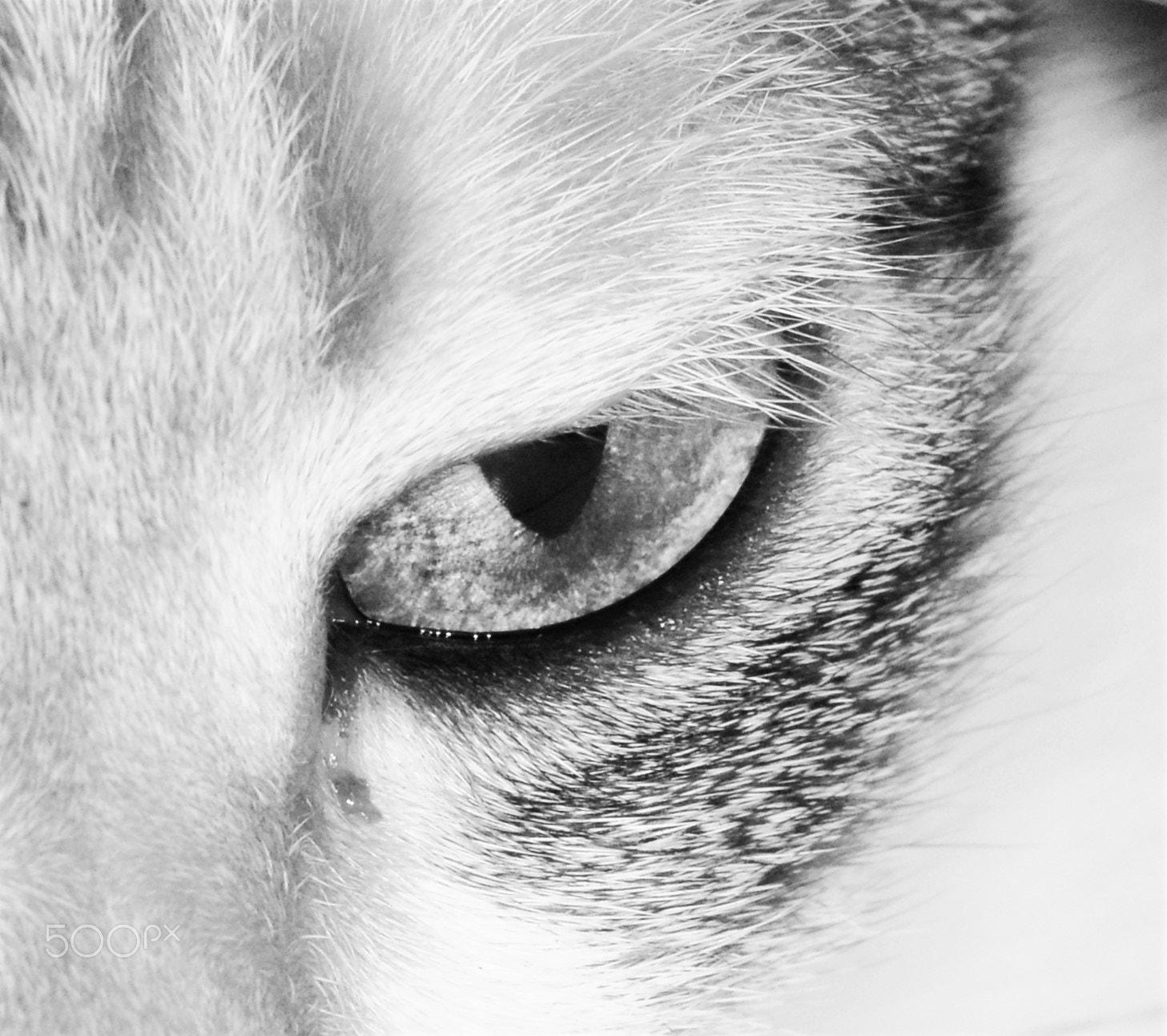 Nikon D7100 sample photo. Mom's stupid cat photography
