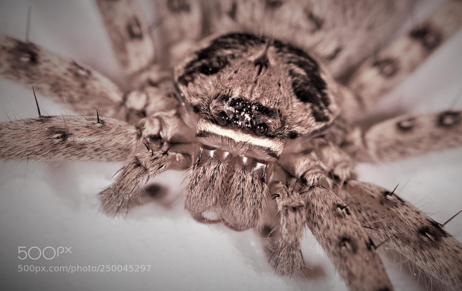 Nikon D7100 sample photo. Brood photography