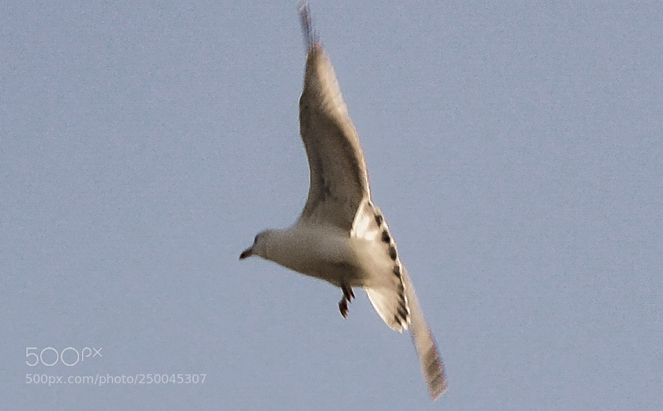 Nikon D3200 sample photo. En pleins vol photography