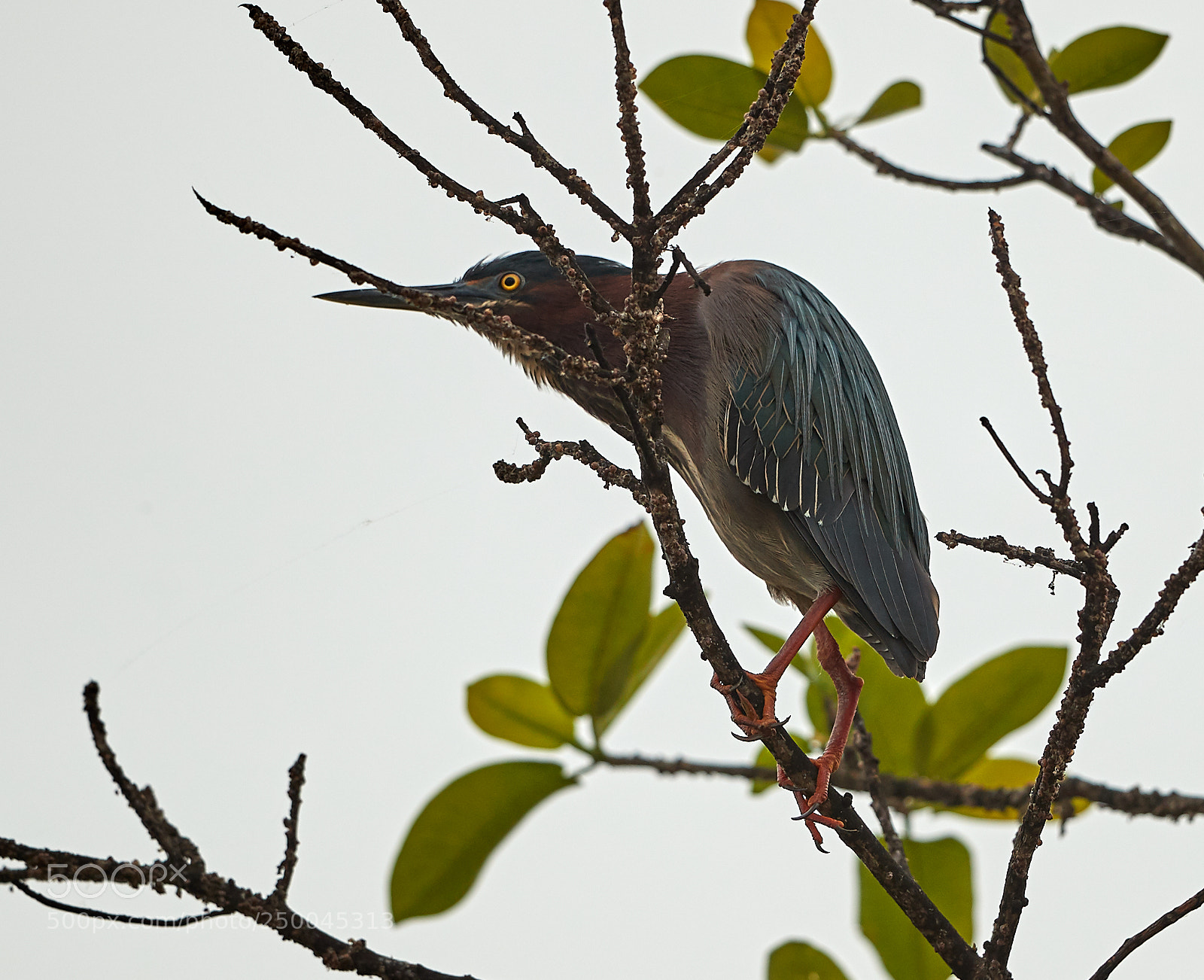 Canon EOS-1D X Mark II sample photo. 03-20-18-0008538.jpg photography