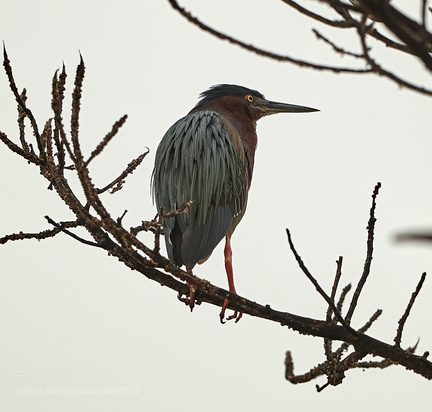 Canon EOS-1D X Mark II sample photo. 03-20-18-0008537.jpg photography