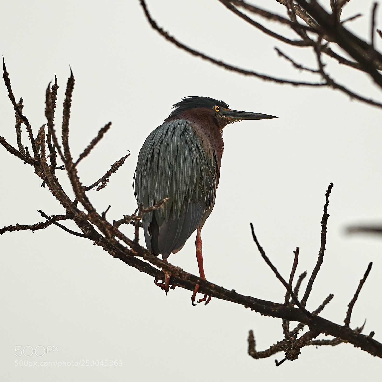 Canon EOS-1D X Mark II sample photo. 03-20-18-0008536.jpg photography