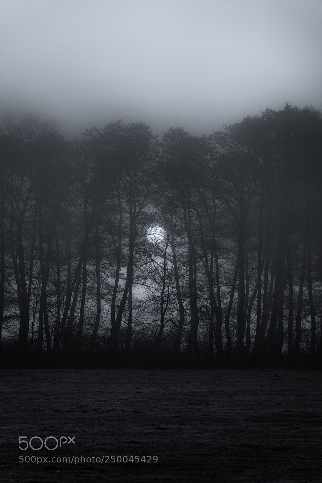 Nikon D5300 sample photo. Foggy morning photography