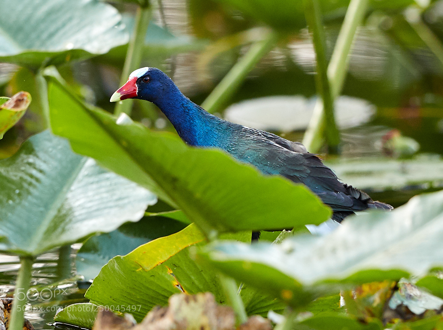 Canon EOS-1D X Mark II sample photo. 03-20-18-0008704.jpg photography