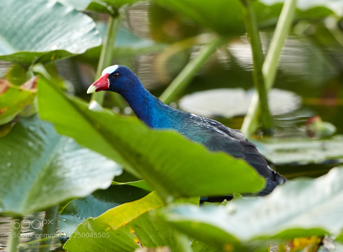 Canon EOS-1D X Mark II sample photo. 03-20-18-0008703.jpg photography
