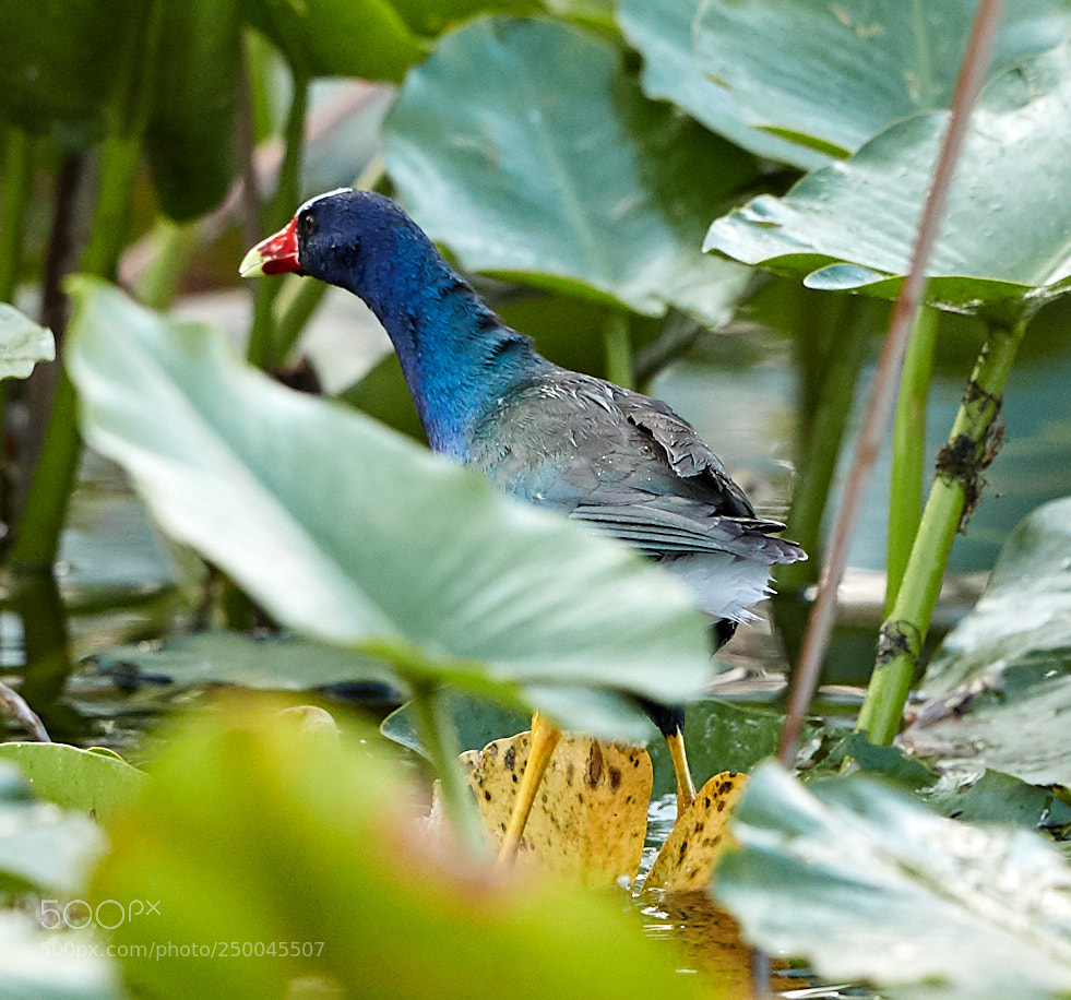 Canon EOS-1D X Mark II sample photo. 03-20-18-0008699.jpg photography