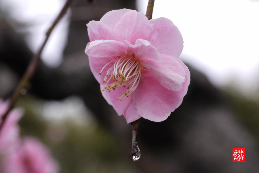 Panasonic Lumix DMC-GF1 sample photo. Plum&raindrop photography