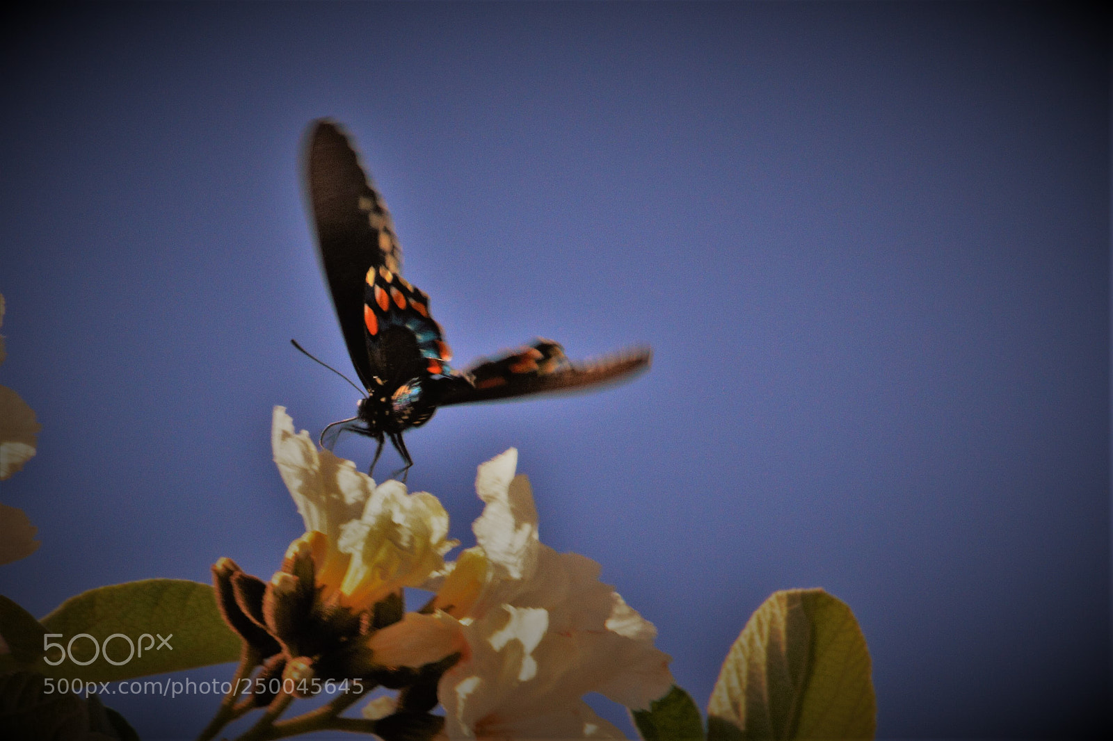 Canon EOS 7D sample photo. Touchdown photography