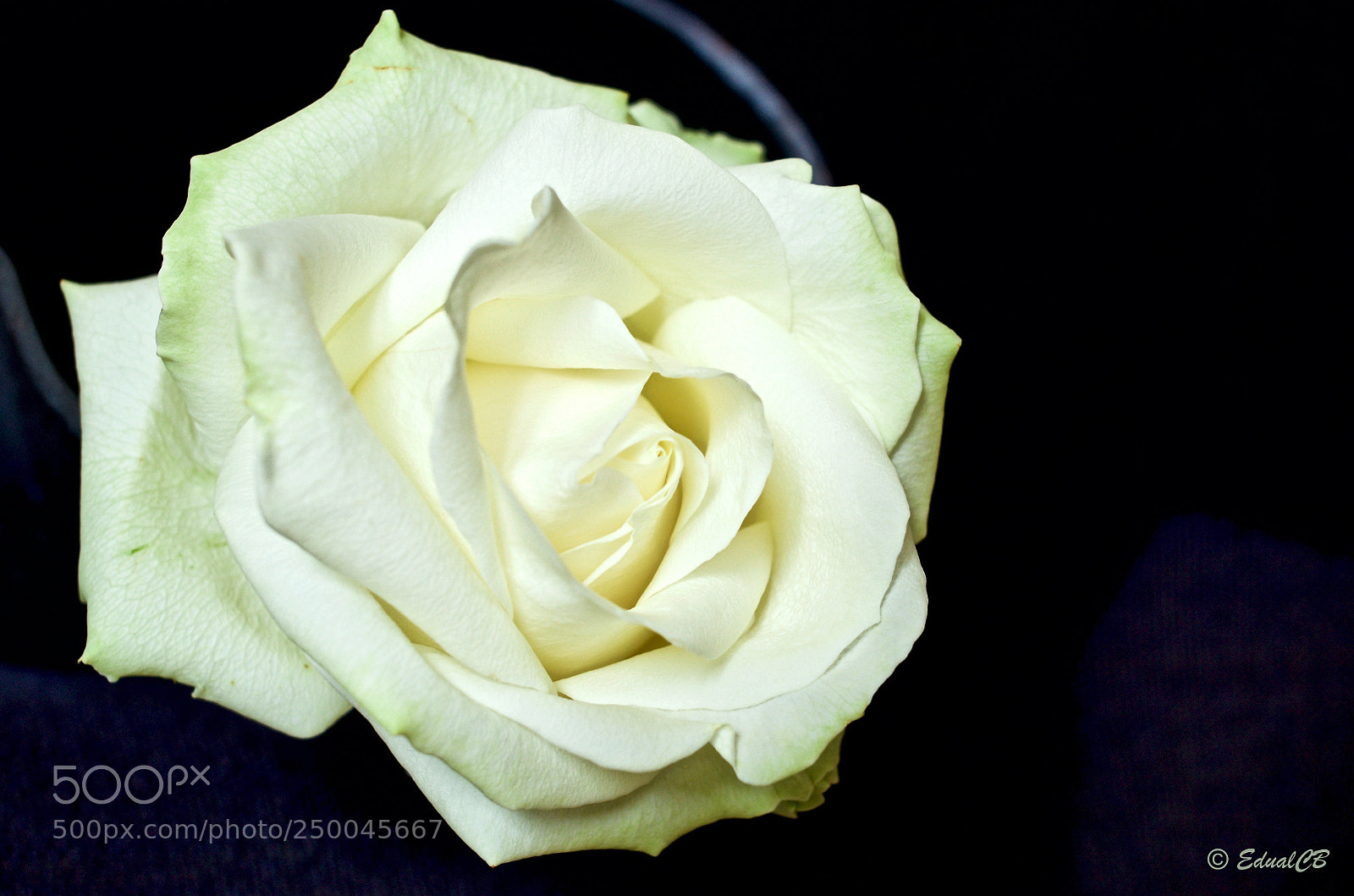 Pentax K-5 sample photo. White rose photography