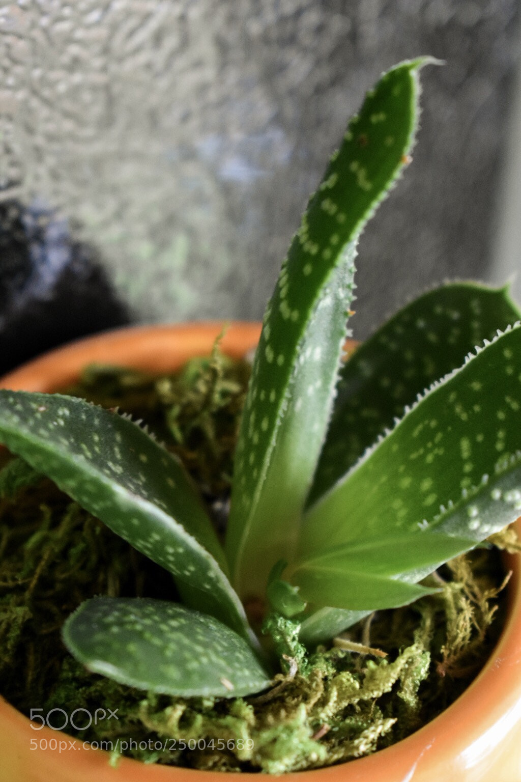 Nikon D3400 sample photo. Potted plant photography