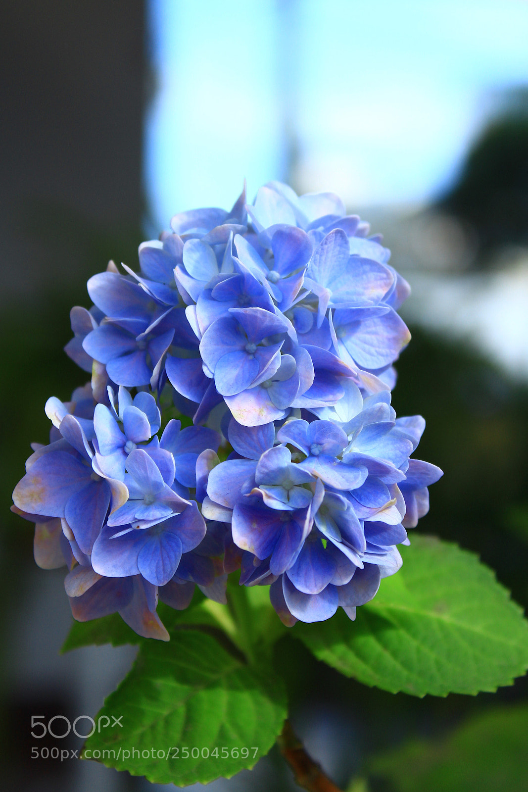 Canon EOS 1300D (EOS Rebel T6 / EOS Kiss X80) sample photo. Flora photography