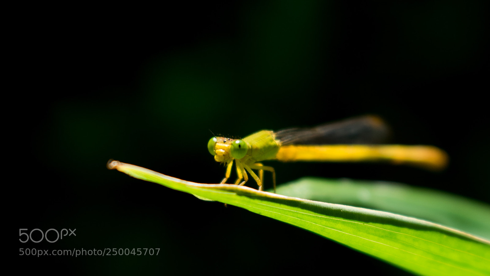 Nikon D3300 sample photo. Dragonfly photography