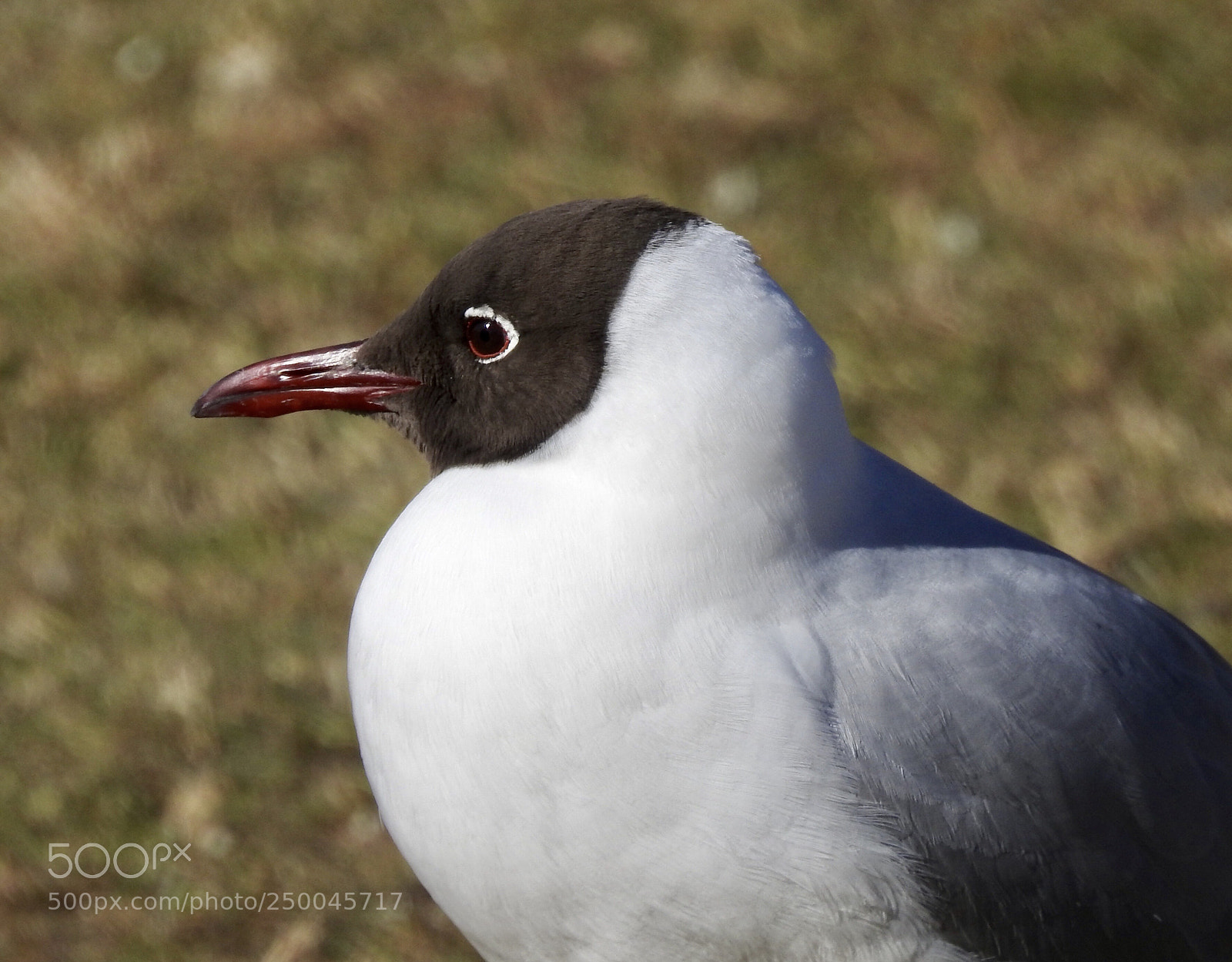 Nikon Coolpix P900 sample photo. Black headed gull photography