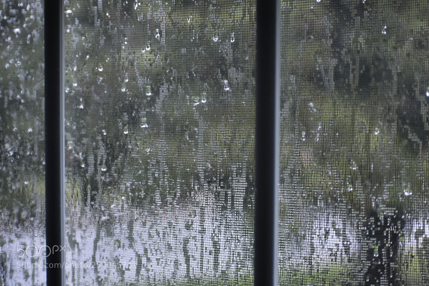 Nikon D3400 sample photo. Rainy day photography