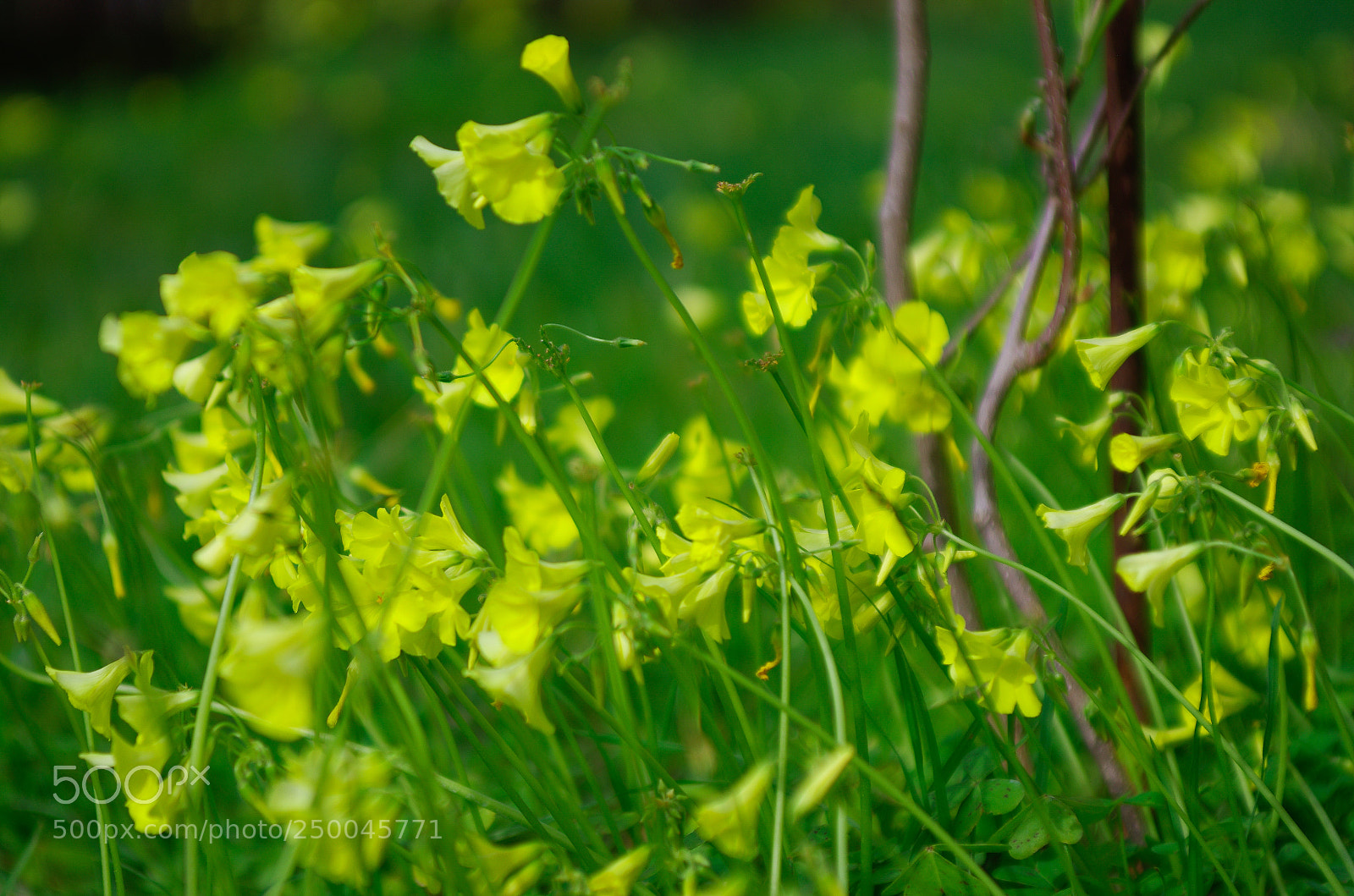 Pentax K-5 IIs sample photo. Probando testing tokina 28-70 photography
