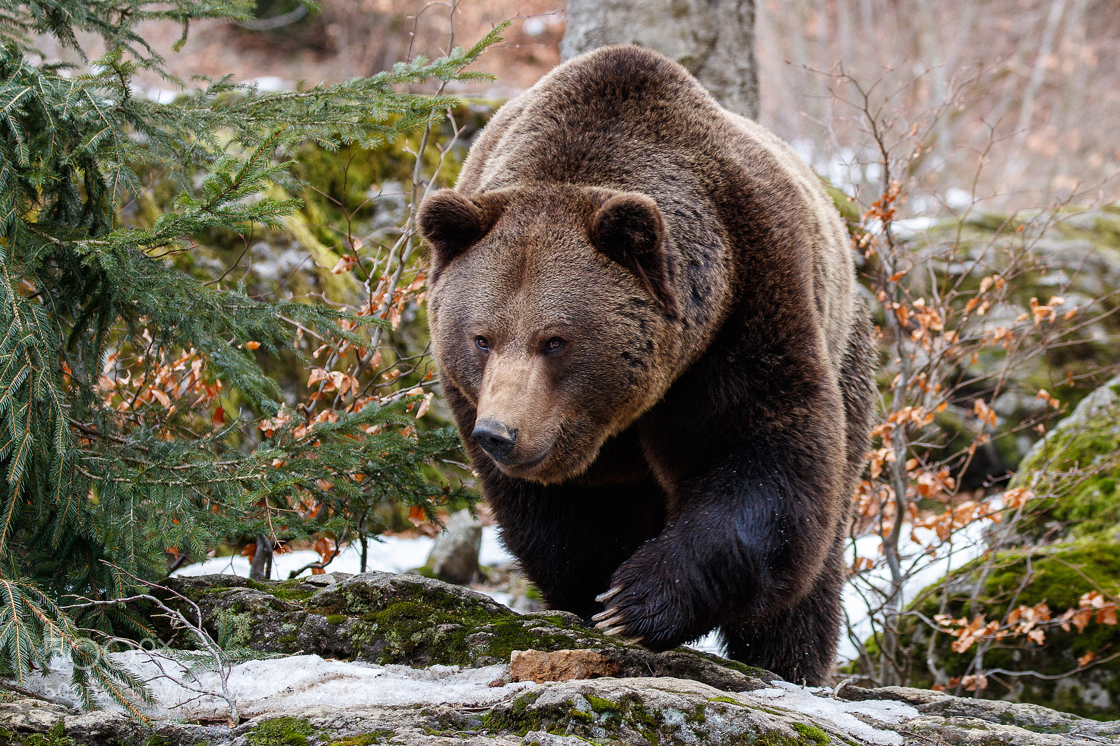 Canon EOS-1D X Mark II sample photo. Brown bear photography