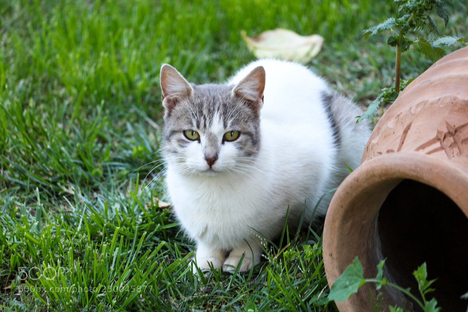 Canon EOS 750D (EOS Rebel T6i / EOS Kiss X8i) sample photo. Little h photography