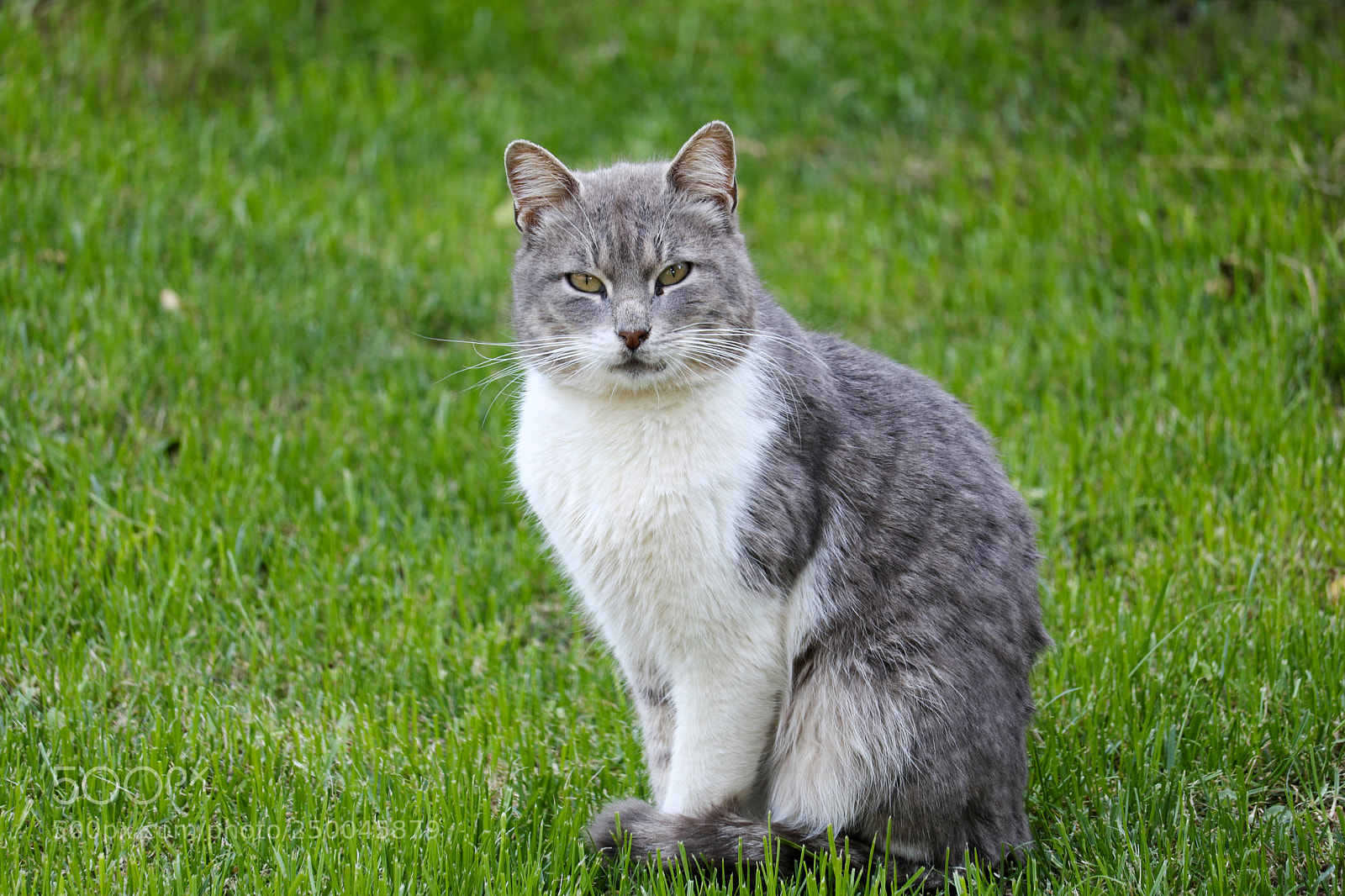 Canon EOS 750D (EOS Rebel T6i / EOS Kiss X8i) sample photo. Mr grey photography