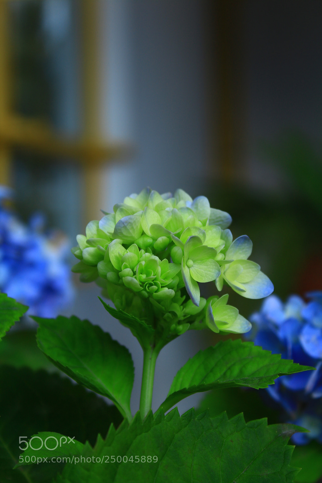 Canon EOS 1300D (EOS Rebel T6 / EOS Kiss X80) sample photo. Flora photography