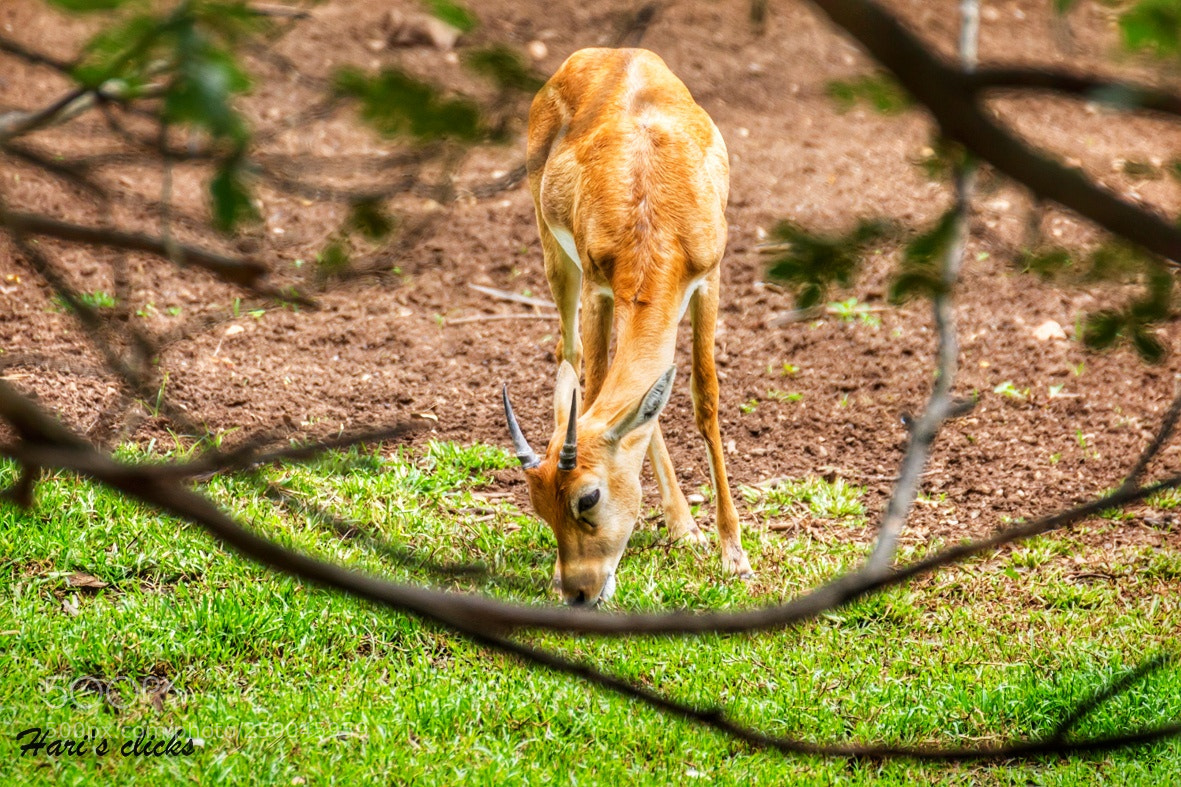Canon EOS 700D (EOS Rebel T5i / EOS Kiss X7i) sample photo. Impala photography