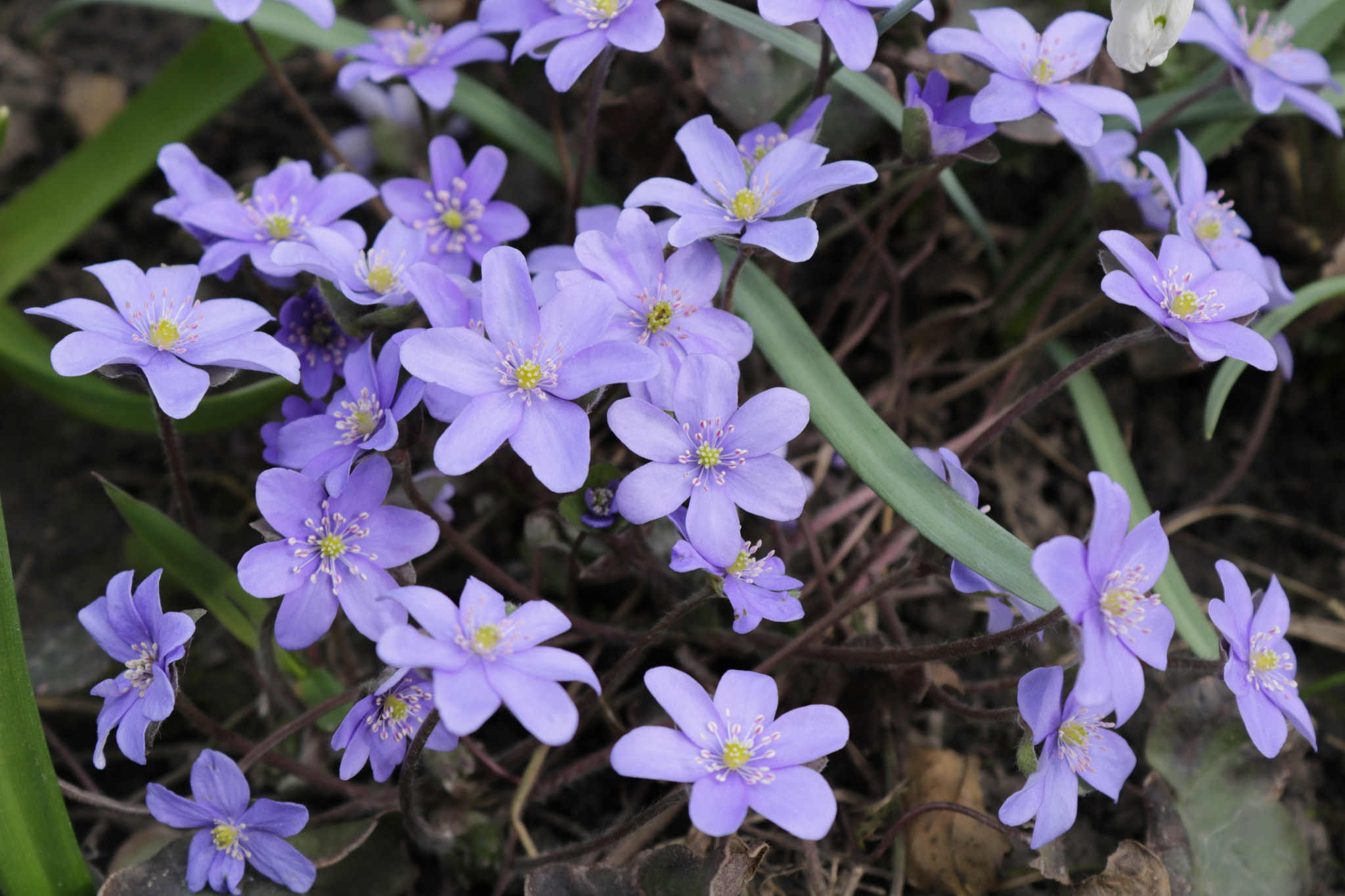 Canon EOS 750D (EOS Rebel T6i / EOS Kiss X8i) sample photo. Img photography