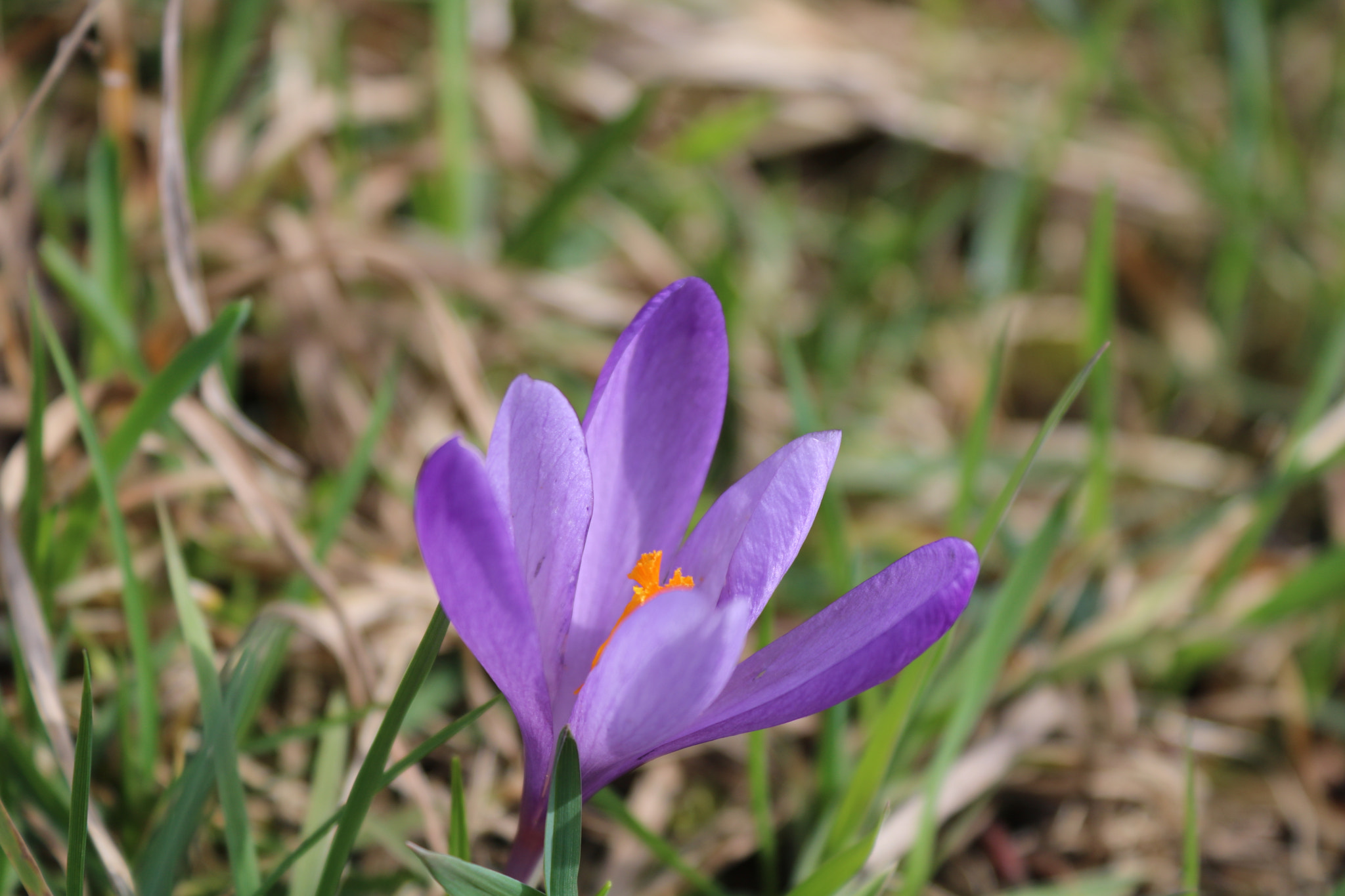 Canon EOS 750D (EOS Rebel T6i / EOS Kiss X8i) sample photo. Img photography