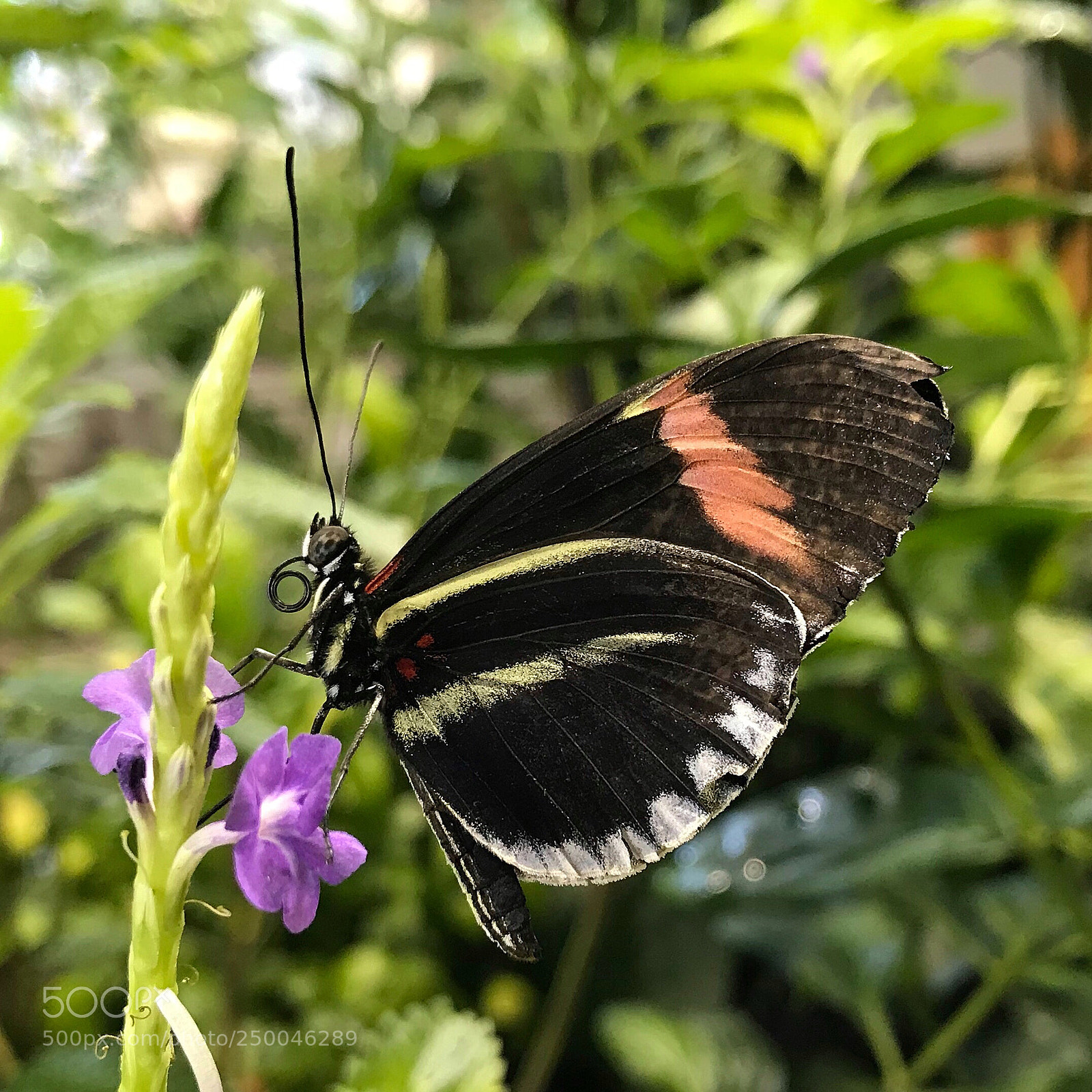 Apple iPhone 7 sample photo. Crimson-patched longwing butterfly  photography